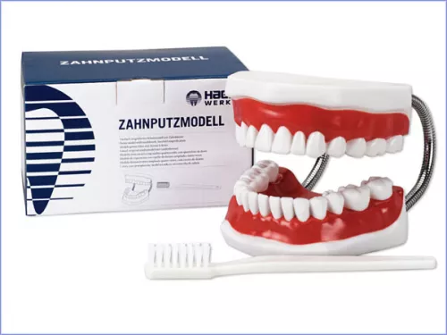 Modele D Etude Geant Brosse A Dents 4pcs