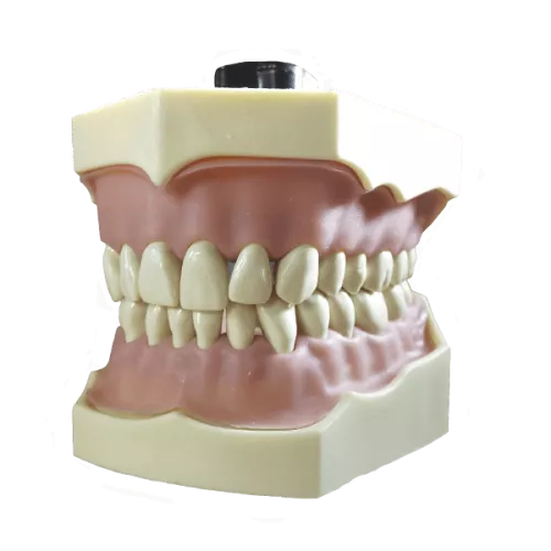 Modele 32 Dents